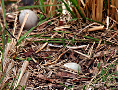 [One dirty-looking white egg in a depression of leaves and grass in the ground. Another egg is about six inches away atop the grass.]